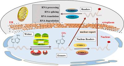 Role of RNA N6-Methyladenosine Modification in Male Infertility and Genital System Tumors